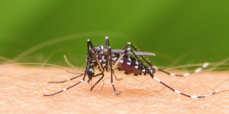 DENGUE